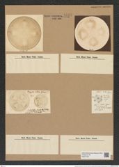 Aulacodiscus formosus Arn. (de-Toni-Nr.: Genus 182, Species 4536) Zeichnungen Sammlung Grunow Nr. 8134 (NHMW-BOT-W0377487)